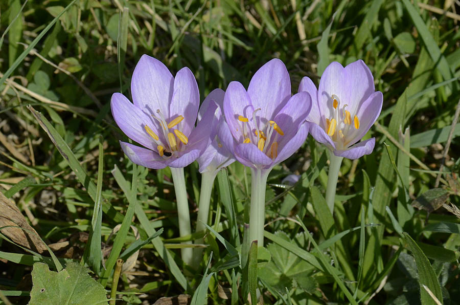 Colchicum cfr. autumnale